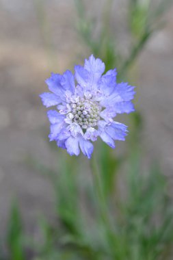 Kafkas iğne çiçeği - Latince adı - Scabiosa Kafkasya