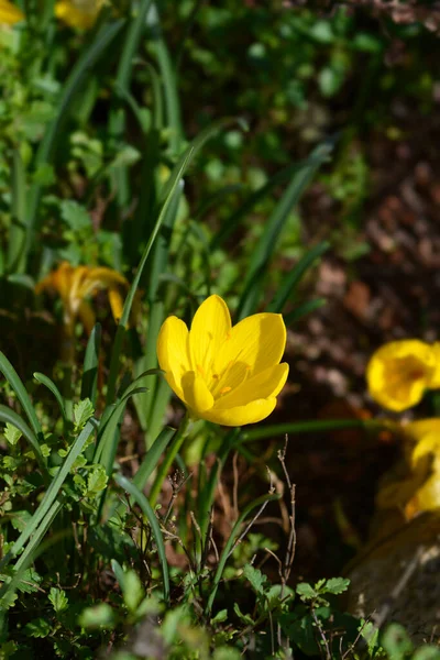 Winter Narzissen Gelbe Blüten Lateinischer Name Sternbergia Lutea — Stockfoto