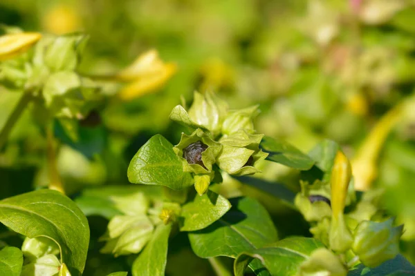 Marvel Peru Seed Latin Name Mirabilis Jalapa — Stock Photo, Image