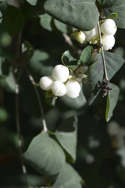 Vanlig Snöbär Latinskt Namn Symphoricarpos Albus — Stockfoto