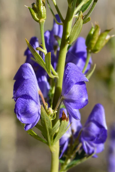 Chaperon Panaché Nom Latin Aconitum Variegatum — Photo