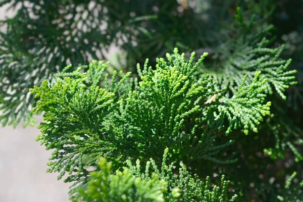 Graceful Hinoki Cypress Łacińska Nazwa Chamaecyparis Obtusa Gracils — Zdjęcie stockowe