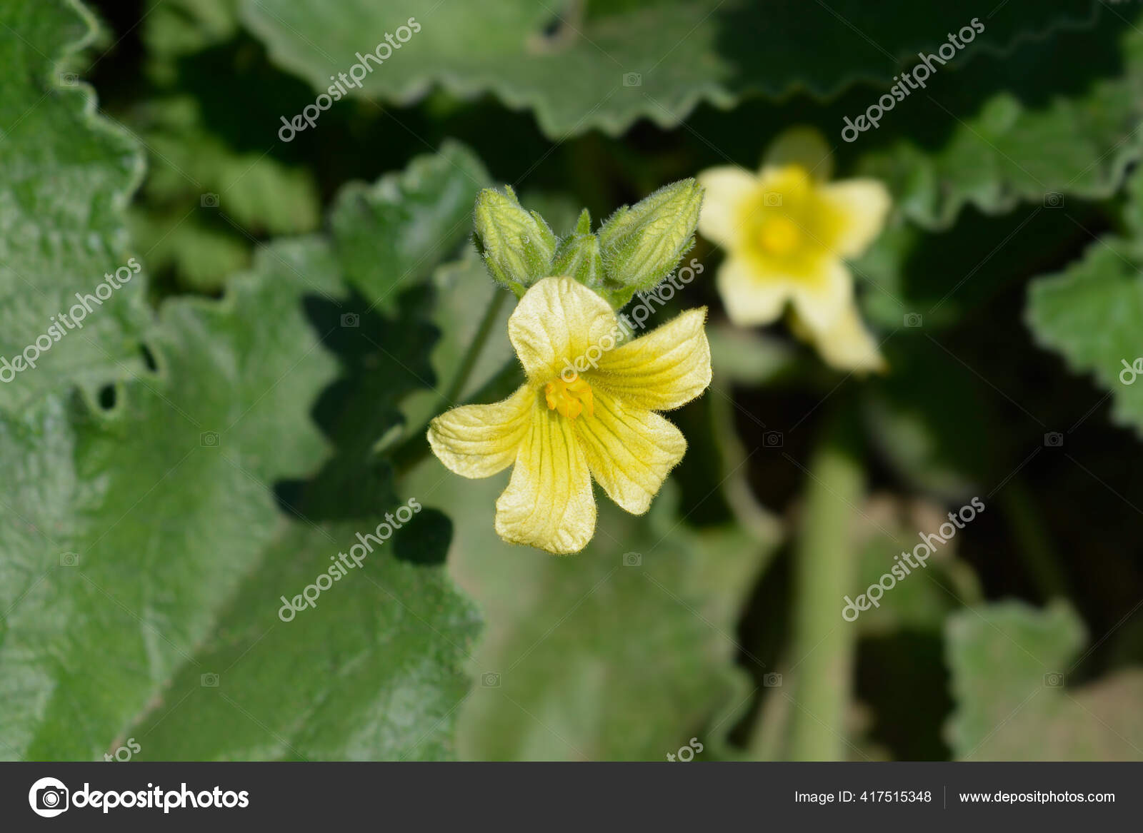 Squirts Flower