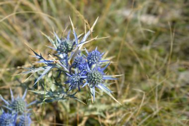 Ametist eryngo - Latince adı - Eryngium amethystinum