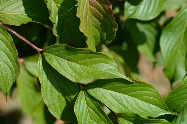 Παλιομοδίτικα Φύλλα Weigela Λατινική Ονομασία Weigela Florida — Φωτογραφία Αρχείου