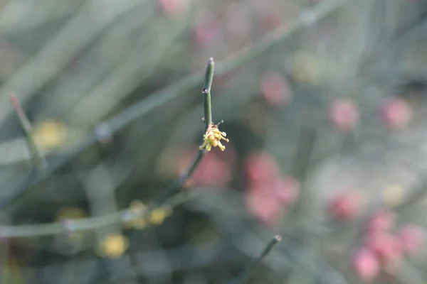 Leafless Ephedra Латинська Назва Ephedra Foeminea Ephedra Fragilis Subsp Кемпілопода — стокове фото