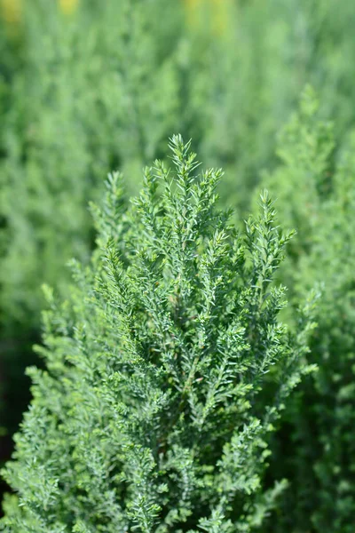 Lawsons Cypress Ellwoodii Latin Name Chamaecyparis Lawsoniana Ellwoodii — Stock Photo, Image