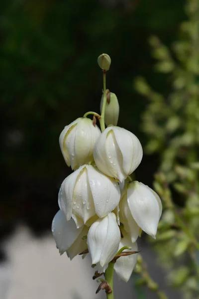 Hiszpański Sztylet Kwiaty Łacińska Nazwa Yucca Gloriosa — Zdjęcie stockowe