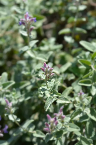 Menta Gato Mais Pequena Nome Latino Nepeta Nepetella — Fotografia de Stock