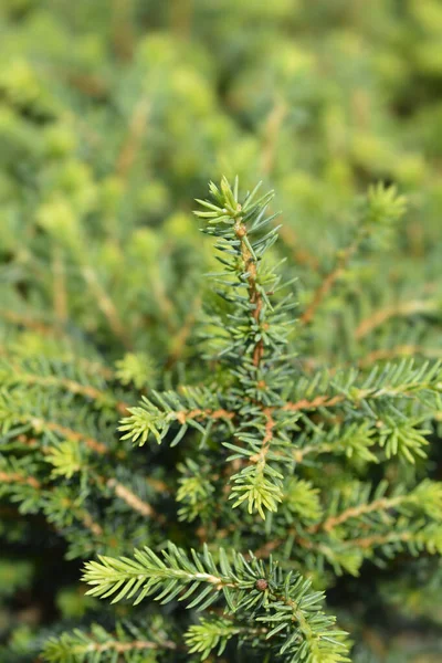 Dwarf Serbian Spruce Karel Latin Name Picea Omorika Karel — Stock Photo, Image