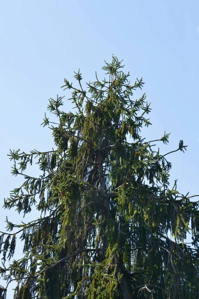 Viminalis Noorse Spar Latijnse Naam Picea Abies Viminalis — Stockfoto