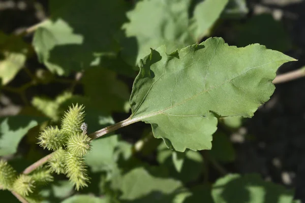 Beach Cocklebur Latin Name Xsantium Orientale Subsp Italicum Xsantium Strumarium — Stock Photo, Image