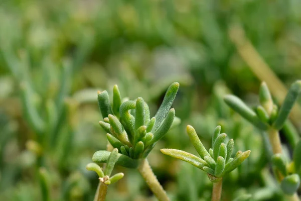 Trailing Iceplant Leaves Latin Name Delosperma Cooperi — Stock Photo, Image