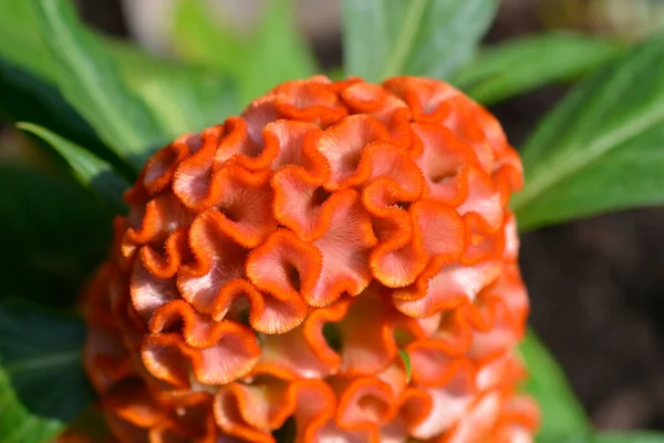 Twisted Orange Cockscomb Λατινική Ονομασία Celosia Argentea Var Cristata Twisted — Φωτογραφία Αρχείου