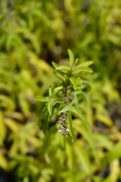 レモン ヴェルベナ ラテン語名 アロイシア シトリオドラ Aloysia Triphylla — ストック写真