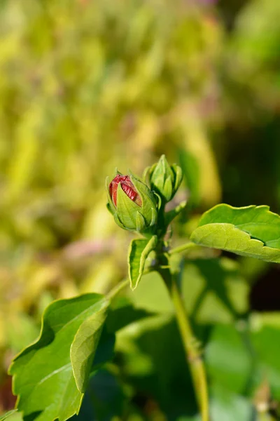 Róża Pąków Kwiatowych Sharon Łacińska Nazwa Hibiscus Syriacus — Zdjęcie stockowe