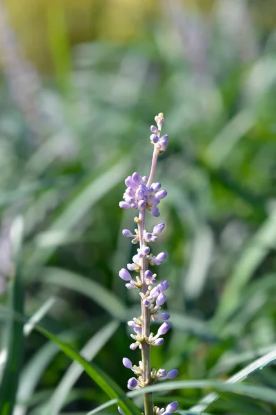 Big Blue Lily Turf Flower Buds Latin Name Liriope Muscari — Stock Photo, Image