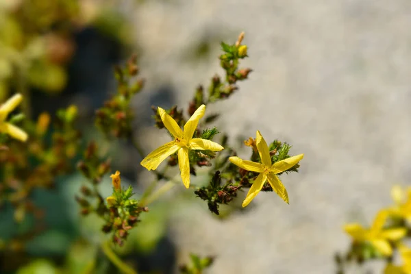 Гірський Сент Джонс Wort Latin Name Hypericum Montanum — стокове фото