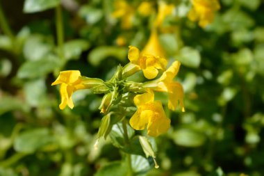 Sarı maymun çiçeği - Latince adı - Mimulus luteus (Erythranthe lutea)