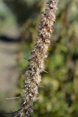 Parlak yıldız tohumları - Latince adı - Liatris pycnostachya