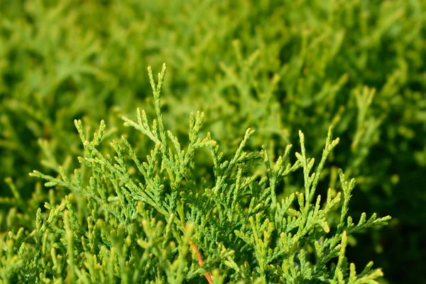 Tiny Tim Arborvitae Latin Name Thuja Occidentalis Tiny Tim — Stock Photo, Image