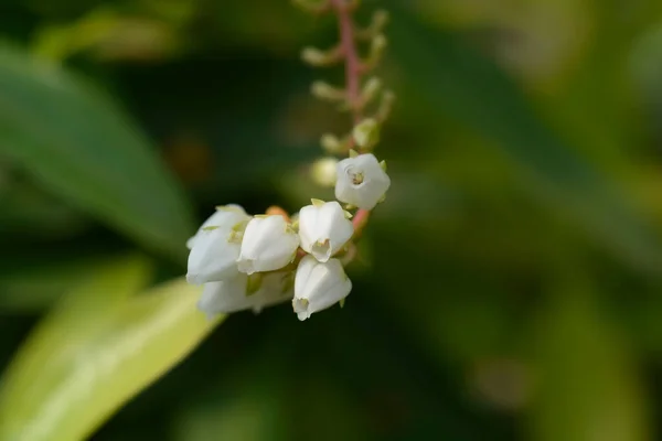 Japanse Pieris Dorothy Wyckoff Witte Bloemen Latijnse Naam Pieris Japonica — Stockfoto