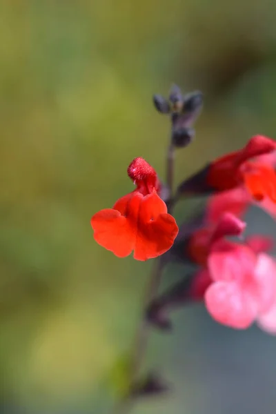 Осенняя Шалфей Помада Латинское Название Salvia Greggii Помада — стоковое фото