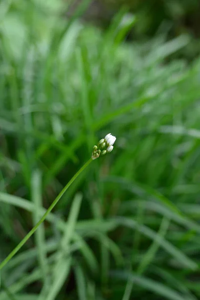 Slender False Garlic Flower Bud Latin Name Nothoscordum Gracile — Stock Photo, Image