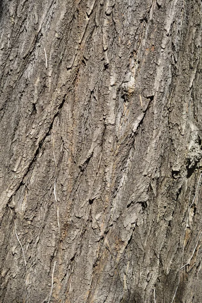 Japanese pagoda tree bark detail - Latin name - Styphnolobium japonicum (Sophora japonica)