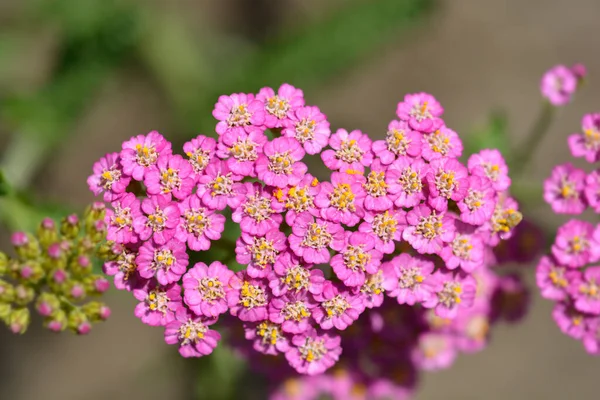 Yaz Pastaları - Latince adı - Achillea Millefolium Yaz Pastaları