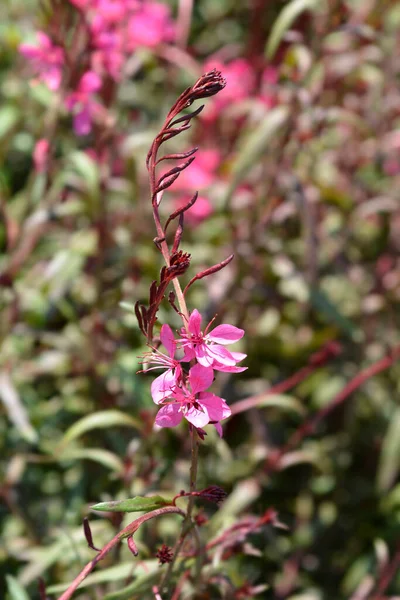 Pembe Gaura Latince Adı Oenothera Lindheimeri Gaura Lindheimeri — Stok fotoğraf