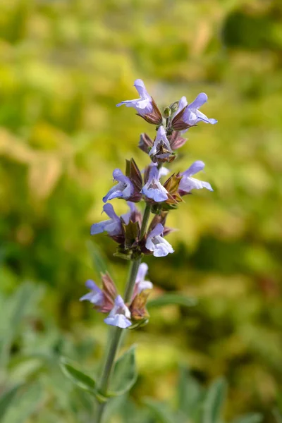 Sage Maxima Flowers Latin Name Salvia Officinalis Maxima — Stock Photo, Image