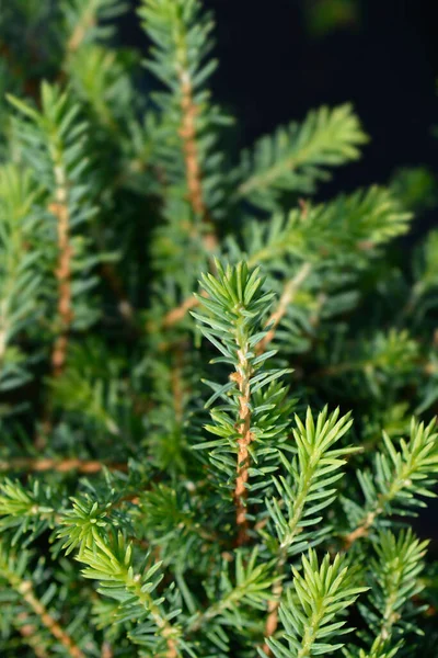 Dwarf Serv Spruce Karel 라틴어 Picea Omorika Karel — 스톡 사진