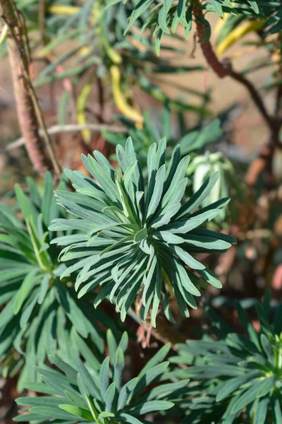 Sparge Black Pearl Φύλλα Λατινική Ονομασία Euphorbia Characias Black Pearl — Φωτογραφία Αρχείου