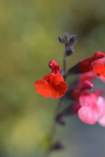 Herfst Salie Lippenstift Latijnse Naam Salvia Greggii Lipstick Stockfoto