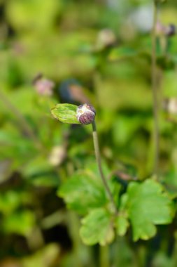 Japon şakayığı Serenat çiçeği tomurcuğu - Latince adı - Anemone * melez serenat