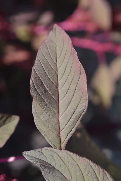 Amarant Fluweel Gordijnen Latijnse Naam Amaranthus Cruentus Fluweel Gordijnen — Stockfoto