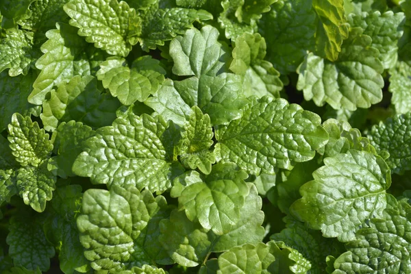 Lemon Balm Latin Name Melissa Officinalis — Stock Photo, Image