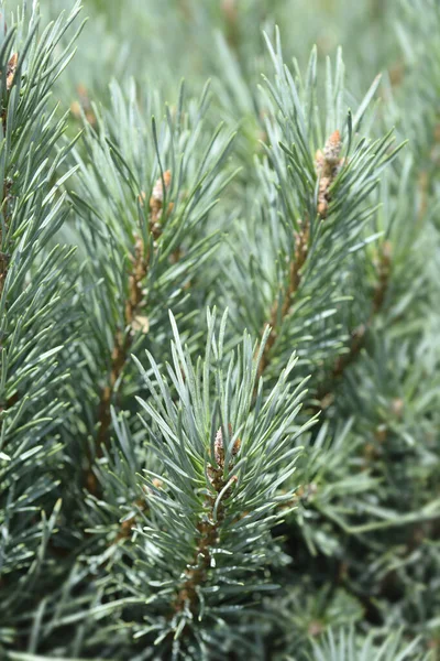 Назва Сосни Pinus Sylvestris Watereri — стокове фото