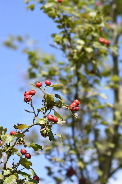 Hawthorn Pauls Scarlet 라틴어 Crataegus Laevigata Pauls Scarlet — 스톡 사진