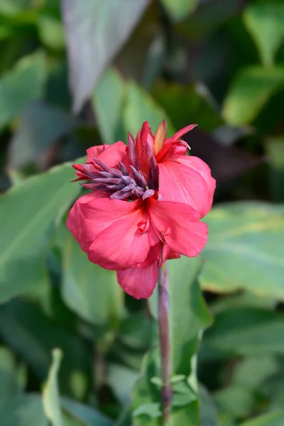 Canna Lily Tropical Rose Nome Latino Canna Generalis Tropical Rose — Fotografia de Stock