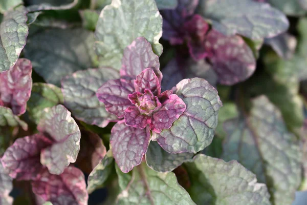 Bugle Burgundy Glow Латинська Назва Ajuga Reptans Burgundy Glow — стокове фото