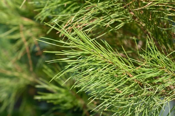 Italiaanse Steendennen Latijnse Naam Pinus Pinea — Stockfoto