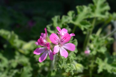 Tatlı kokulu sardunya - Latince adı - Pelargonium Graveolens