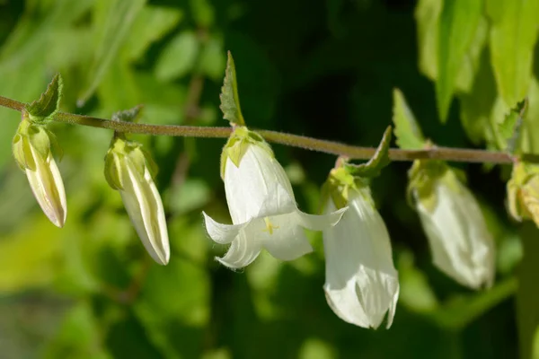 Yellowish White Bellflower Latin Name Campanula Ochroleuca — Stock Photo, Image