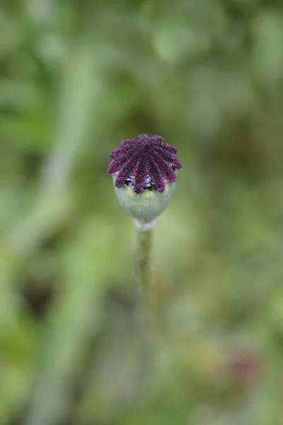 Orientalny Maku Pod Nazwa Łacińska Papaver Orientale — Zdjęcie stockowe