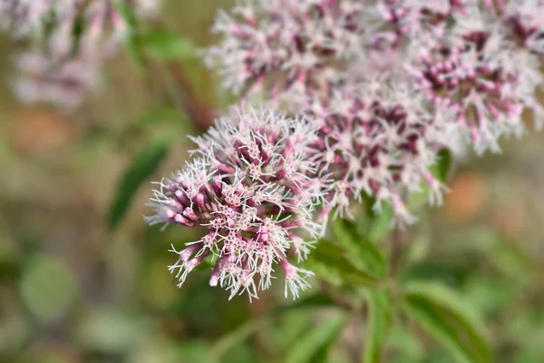 Flores Agrimonia Cáñamo Nombre Latino Eupatorium Cannabinum — Foto de Stock