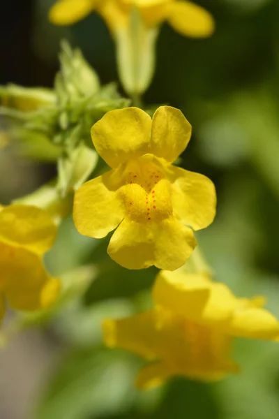 Żółty Kwiat Małpy Nazwa Łacińska Mimulus Luteus Erythranthe Lutea — Zdjęcie stockowe