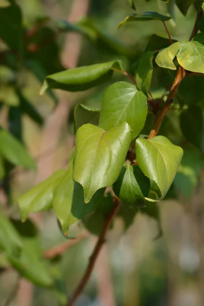 Lístky Meruňky Latinský Název Prunus Armeniaca — Stock fotografie