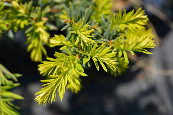 Golden English Yew Summergold New Leaves Latin Name Taxus Baccata — Stock Photo, Image